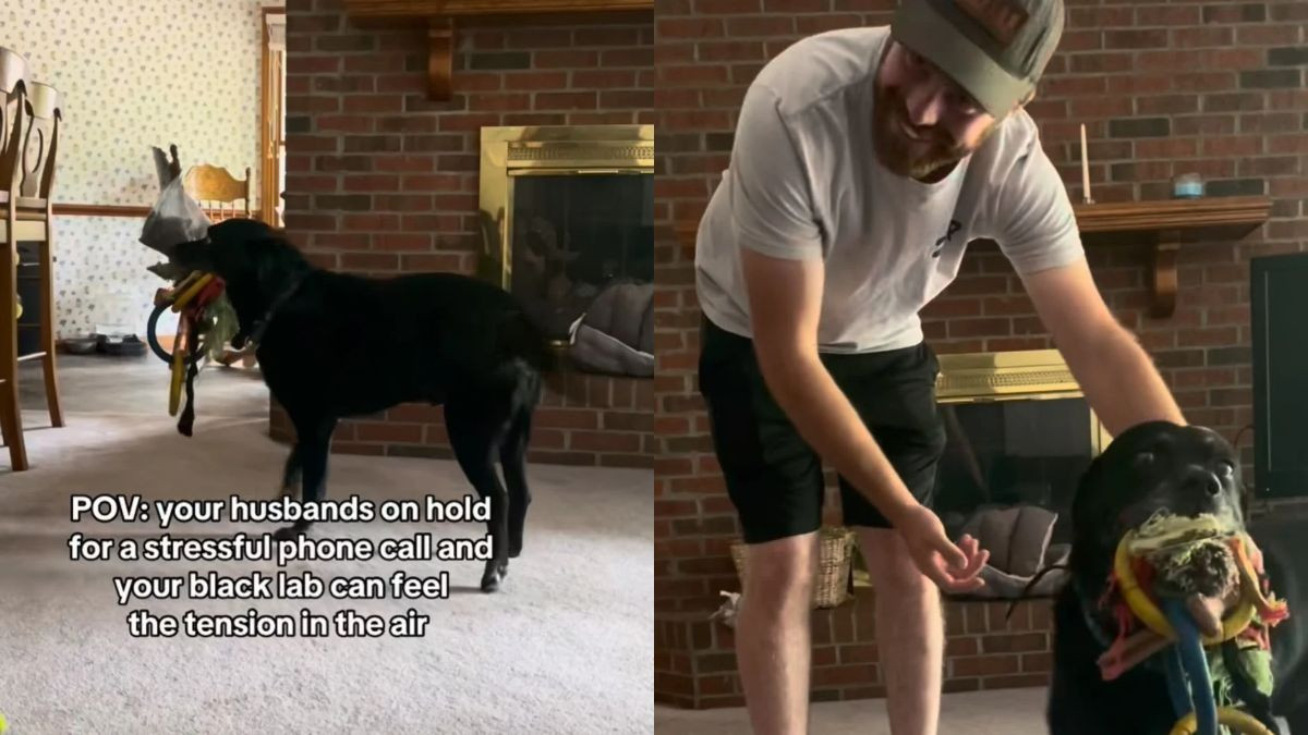 Senior Labrador Saw a Stressful Call Unfolding and Responded by Bringing Every Toy He Could Find