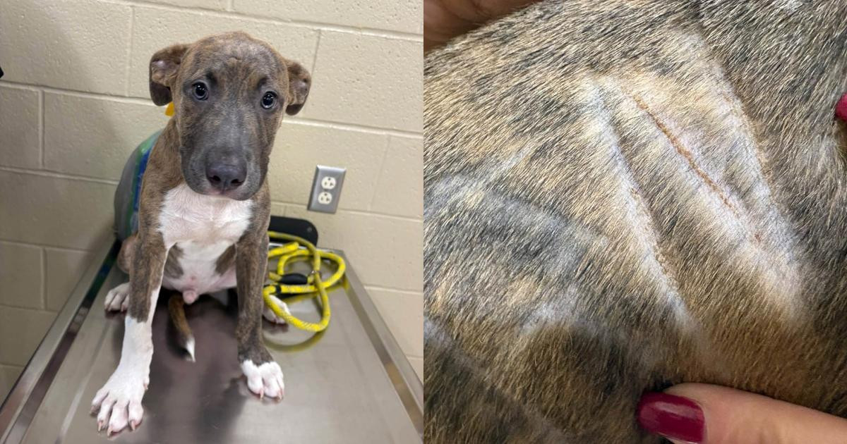 Ohio puppy found wandering alone with his name shaved into his fur gets the update everyone hoped for
