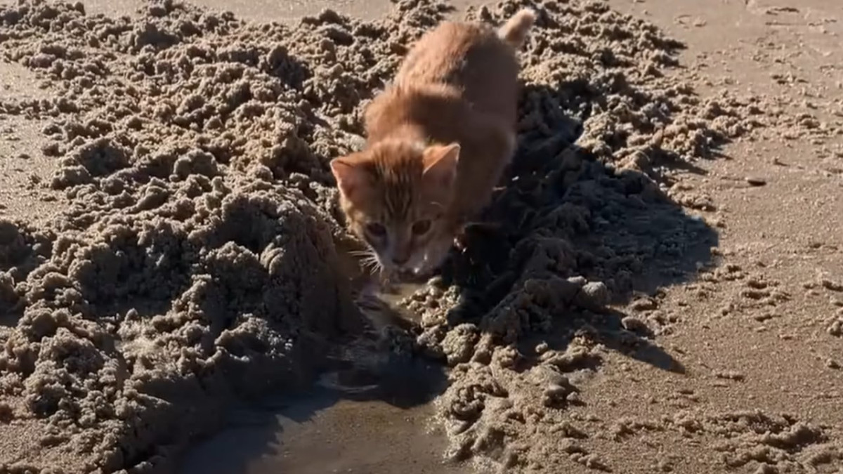 Why Marlin the Cat Followed His Dogs Into the Ocean and Started Swimming