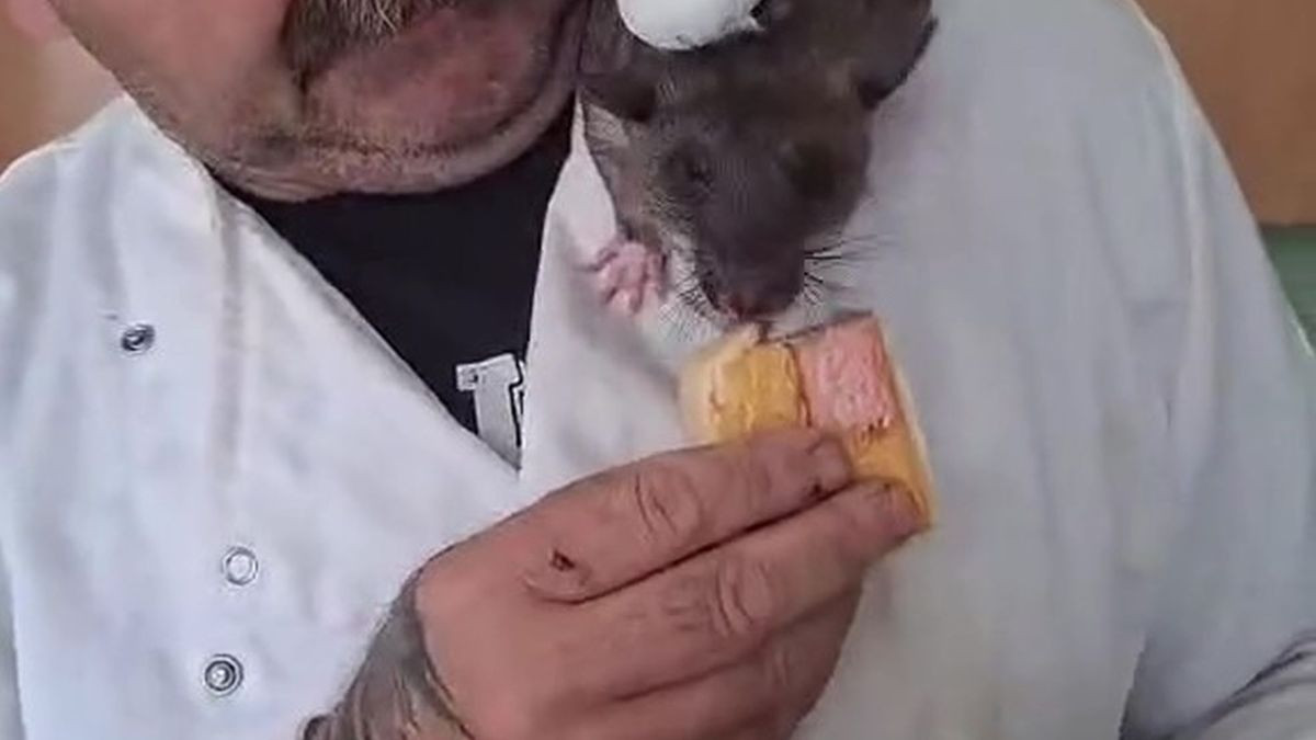 Man Walks a Two Foot Pet Rat on a Lead, Then Lets Him Join In While He Cooks Lasagne