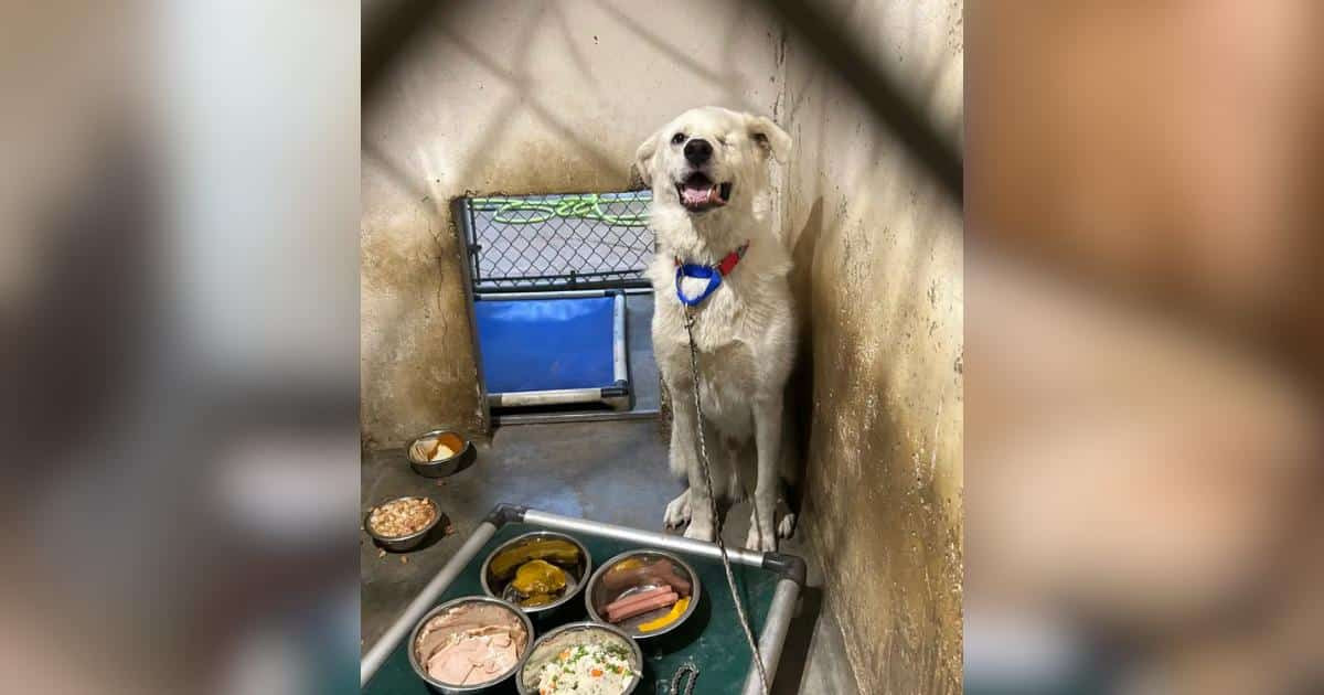 Shelter Dog Waited 432 Days After Emergency Eye Surgery Before a Family in Oklahoma Chose Him