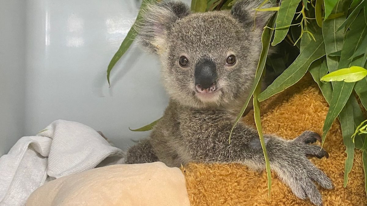 Why an orphaned koala named Chicken was given a plush drumstick before koala kindergarten