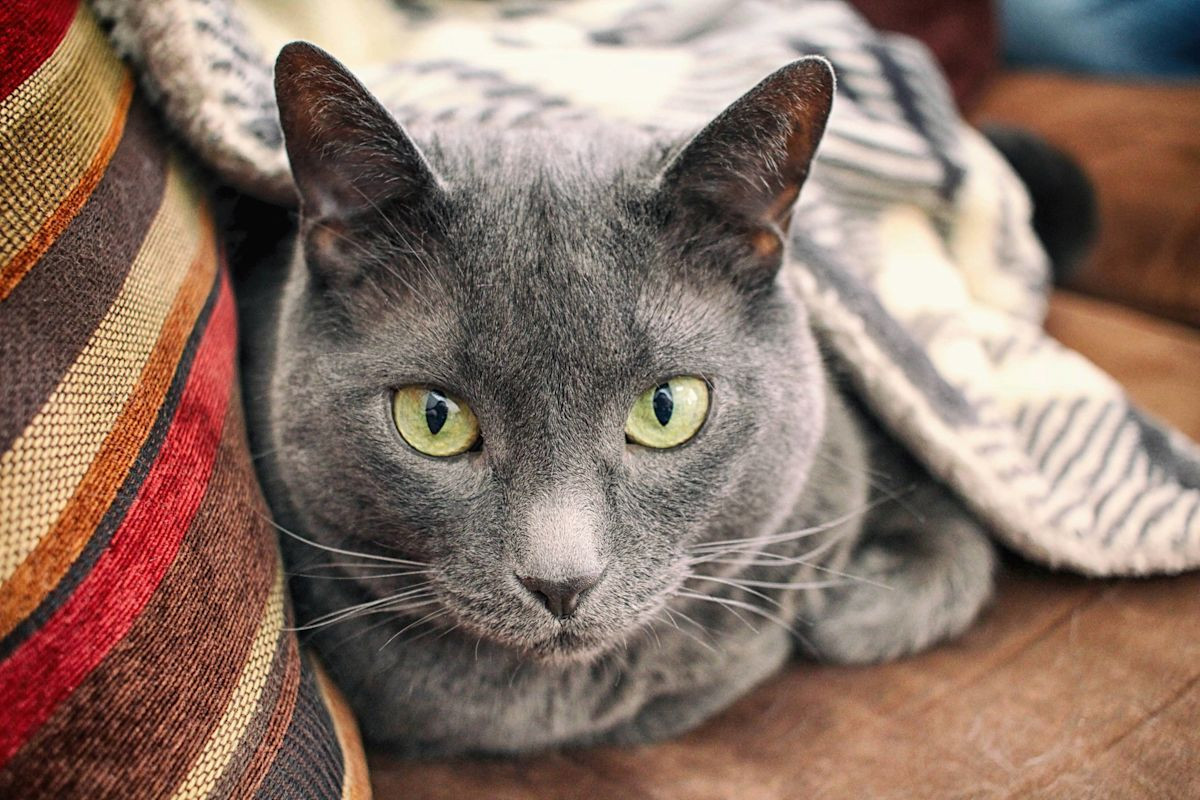 Why a Shelter Cat's Sweetest Side Has Stayed Hidden for More Than 600 Days