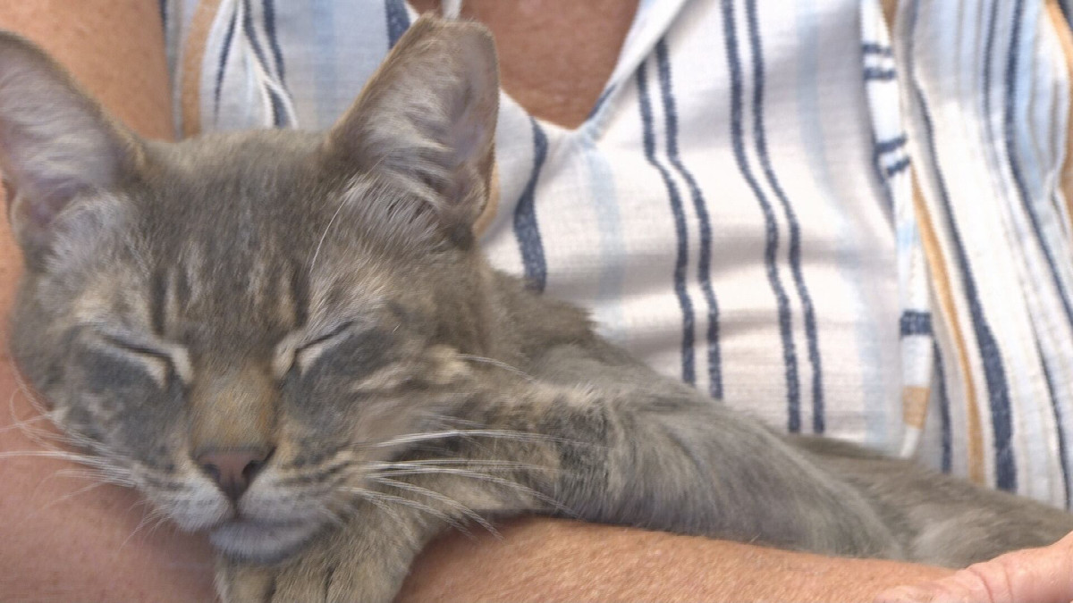A Tiny Lump Solved the Mystery: How One Lost Cat Made It Home After a Shelter Spotlight Sighting