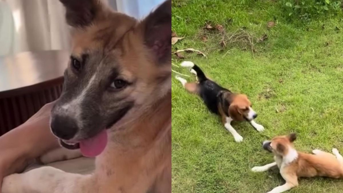 The Puppy Who Couldn’t Move on a Building Site Now Has a Garden, a Dog Brother and a Bed to Sleep In
