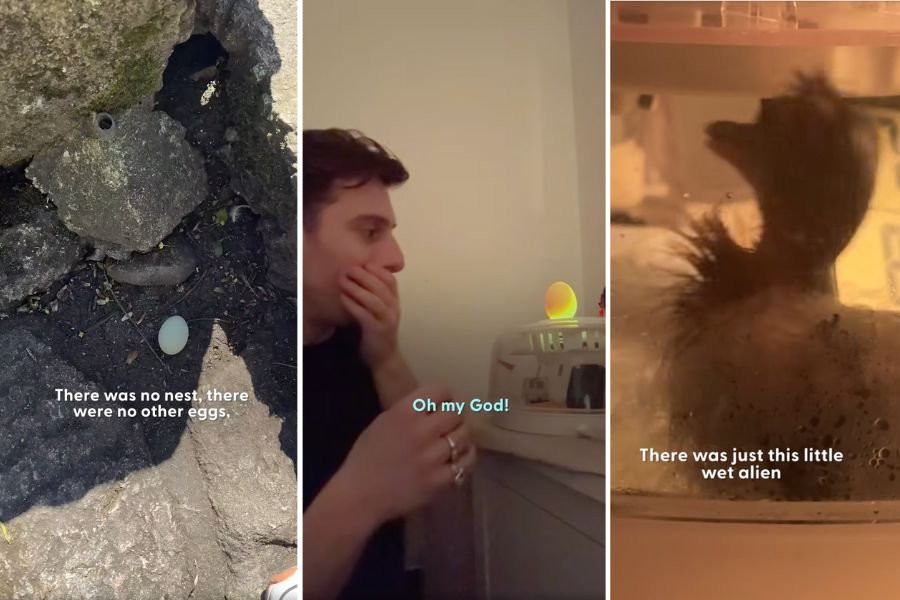 Man Found a Lone Egg on a Walk, Took It Through Cars, a Hotel and Trains, and 28 Days Later It Hatched
