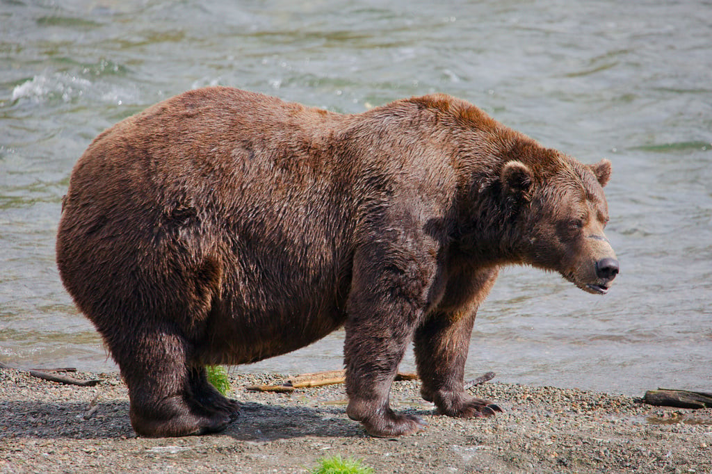 Fat Bear Week is back, and a 1,200-pound champion is already in the spotlight