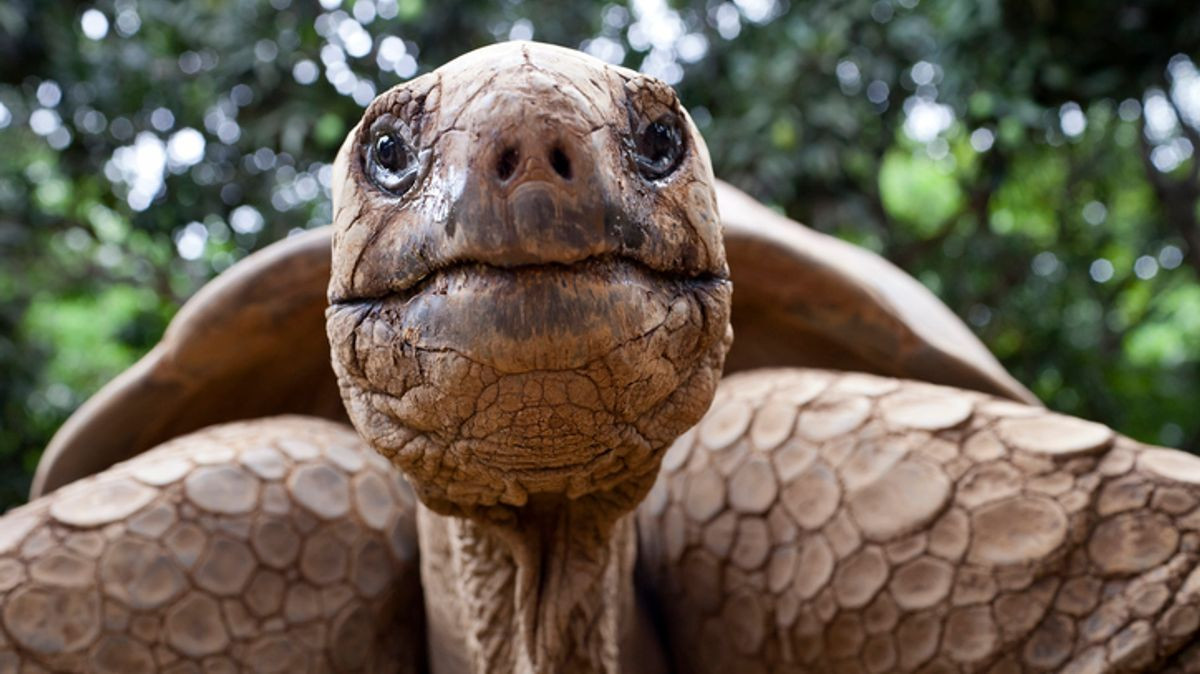 6 reasons a 194-year-old tortoise has scientists rethinking how ageing works
