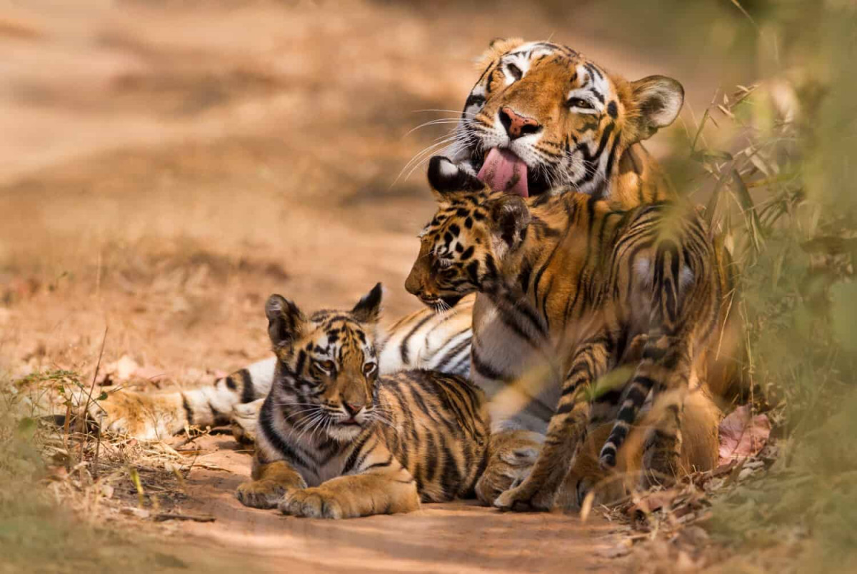 The real reason six tigers were seen together in India, despite their solitary reputation