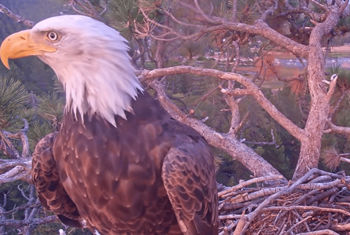 A meteor streaked over Big Bear’s famous eagle nest, but the birds were sleeping somewhere else