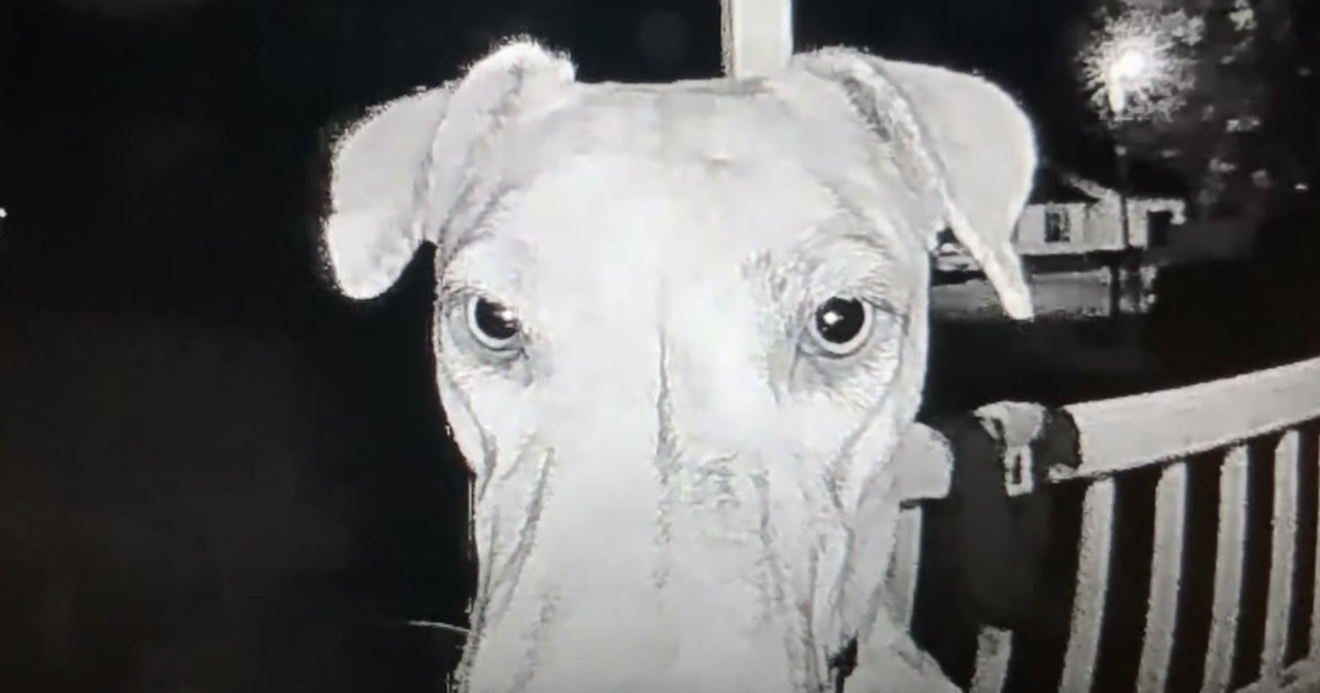 Missing dog came home at 3am by ringing her own doorbell after vanishing in a fireworks scare