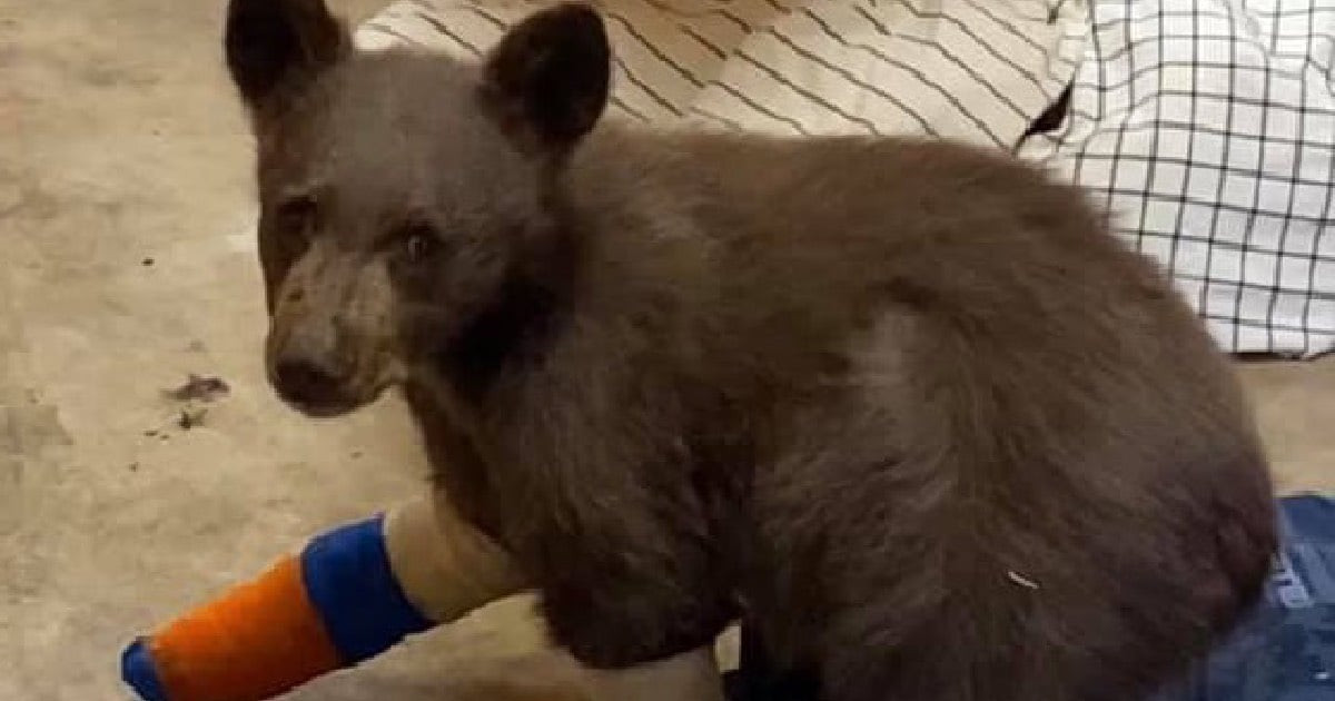 An Orphaned Bear Cub Escaped Rehab. A Trail Camera Later Found Him Splashing in a Puddle With a Toy