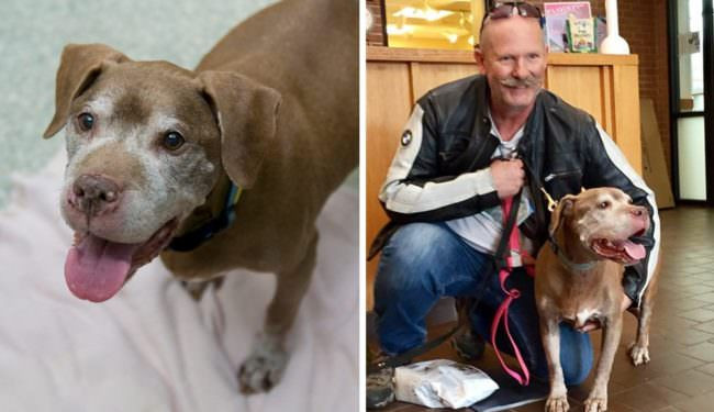 The shelter feared no one would want this 18-year-old dog. A biker was waiting at the door for her