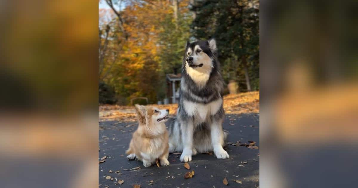 What Happened When A Tiny Corgi Finally Saw Her Giant Malamute Best Friend Again