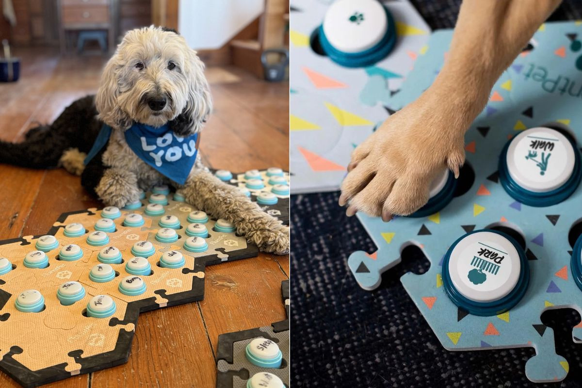 Why one dog pressing 'ouch' on a button turned into a 2 million home pet experiment