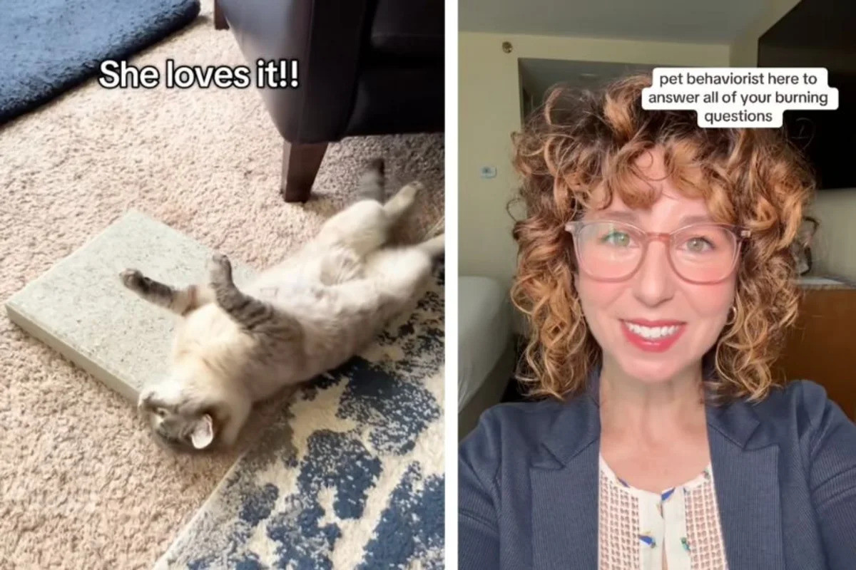 Why CatTok Cats Are Falling for Concrete Slabs Instead of Fancy Toys