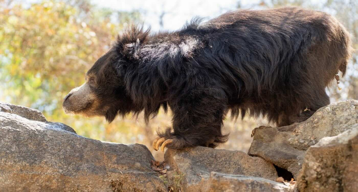 Julia Roberts named this rescued sloth bear in India. New photos show his life 17 years later