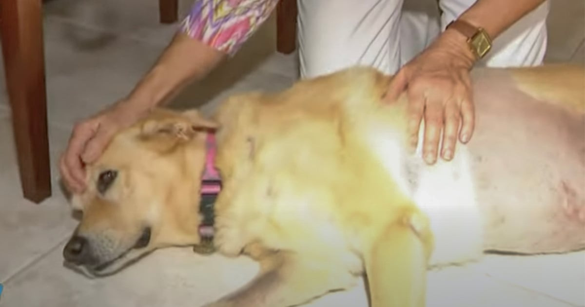 Woman, 74, Saw a Shape in the Water and Instantly Threw Herself at an Alligator to Save Her Dog