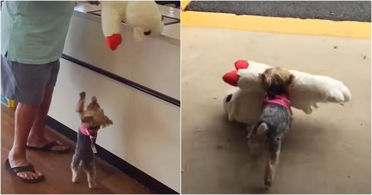 Tiny dog ignores size limits and marches a giant plush lamb straight to the checkout