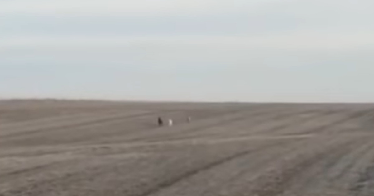 Missing Labrador Found Six Miles From Home Came Back With a Dog and a Goat