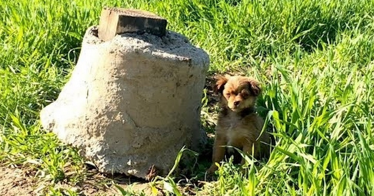Rescuer drove more than six miles for one abandoned puppy and found an entire litter waiting in the bushes