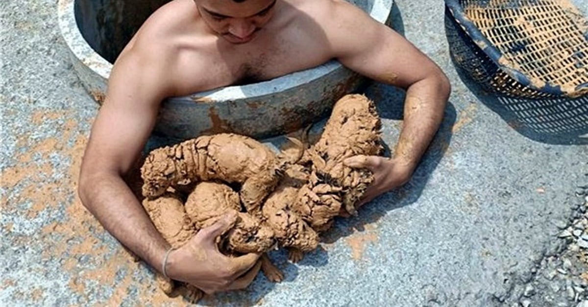 Man Heard Whimpering From a Well, Then Realised the Mud-Covered Shapes Were Newborn Puppies