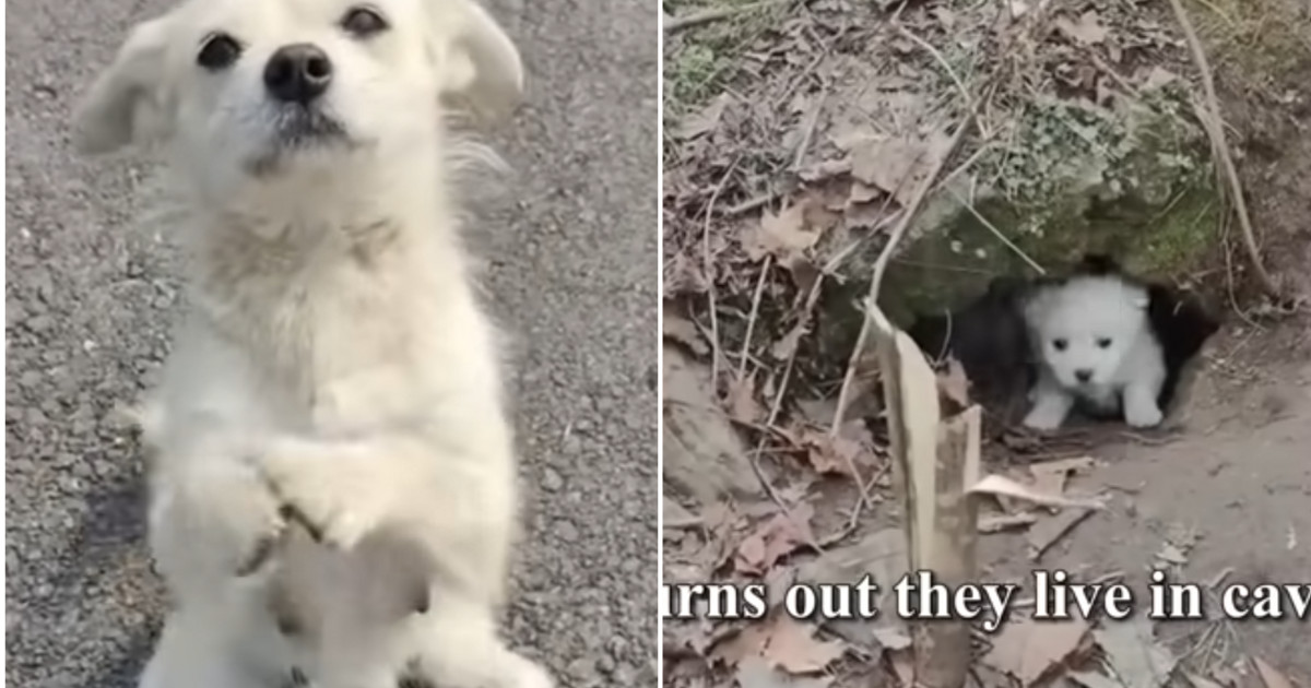 Stray Dog Kept Begging in the Road With Her Paws, Then People Realised Who the Food Was Really For