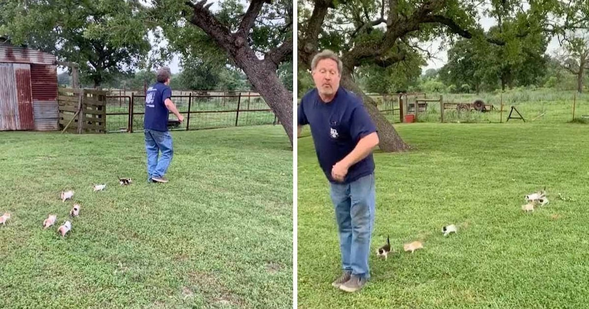 Dad Looks Back In His Texas Yard And Finds Seven Tiny Kittens Following Every Step