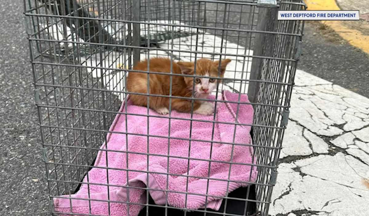 After Two Days in a Storm Drain, a West Deptford Kitten Finally Made It Out