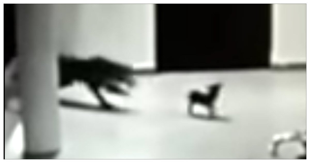 A puppy wandered into the dark, then a mother dog appeared before the leopard could get away