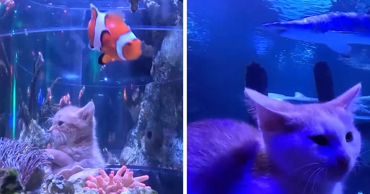 More Than a Dozen Rescue Kittens Visited an Aquarium Before Opening, and There Was a Real Reason Behind It