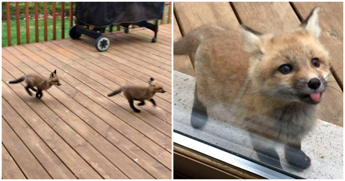 Grandma’s Deck Turned Into a Fox Cub Playground During One Unexpected Visit