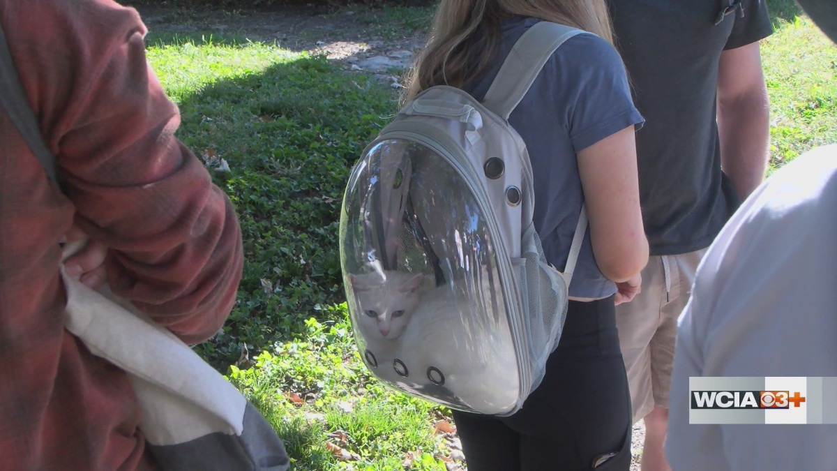 A 3 Mile Stroll With Window Cats? Champaign Just Tried Its First Cat Walk
