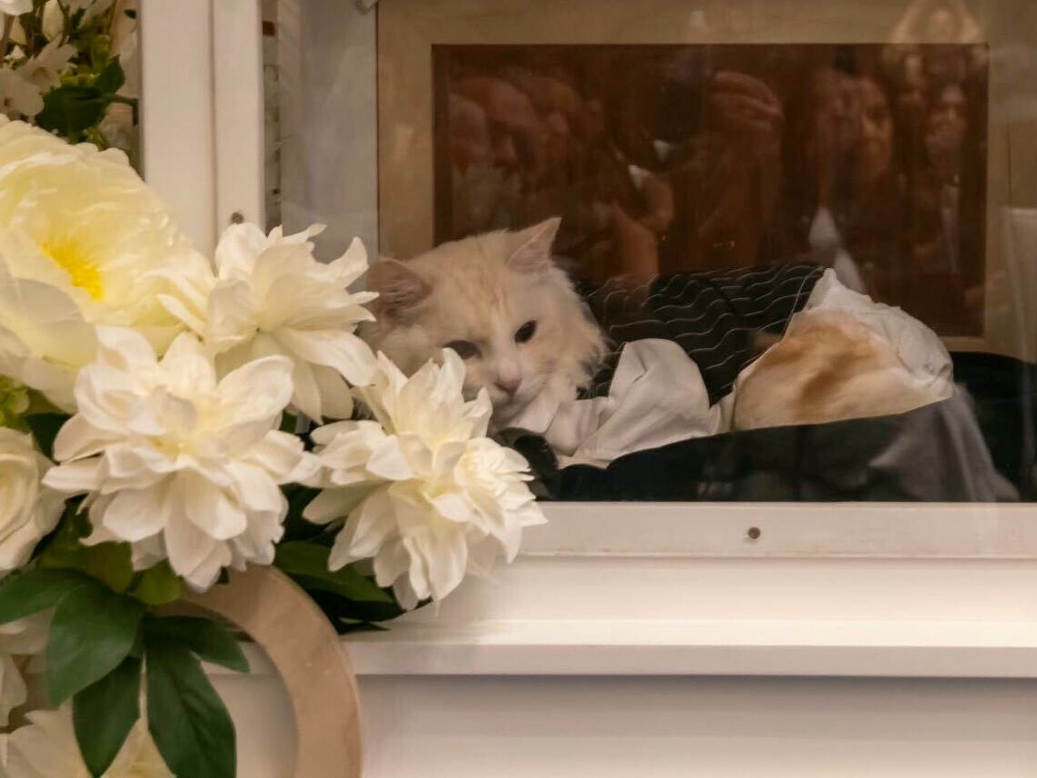 How Three Missing Cats Helped Spark an Abu Dhabi Adoption Day That Changed 8 Lives