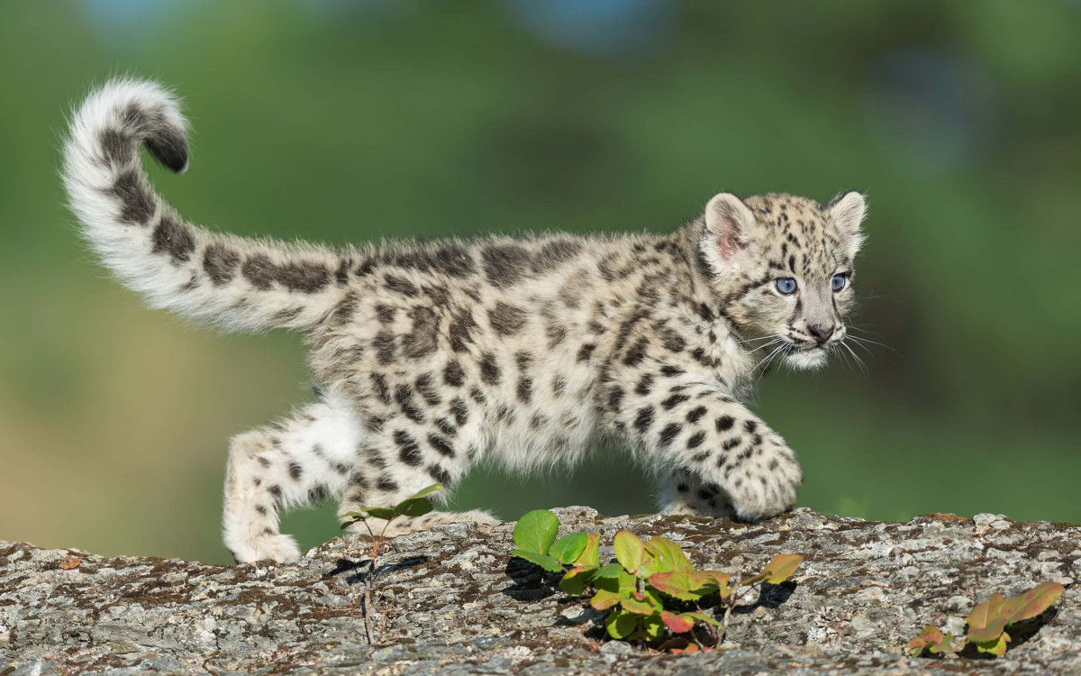 Why Snow Leopard Zoomies Look So Familiar, and Mean Much More