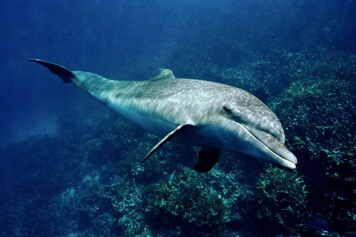 A Dolphin Named Bubbles Has Been Making Fish Vomit Their Lunch, Then Eating It Instead
