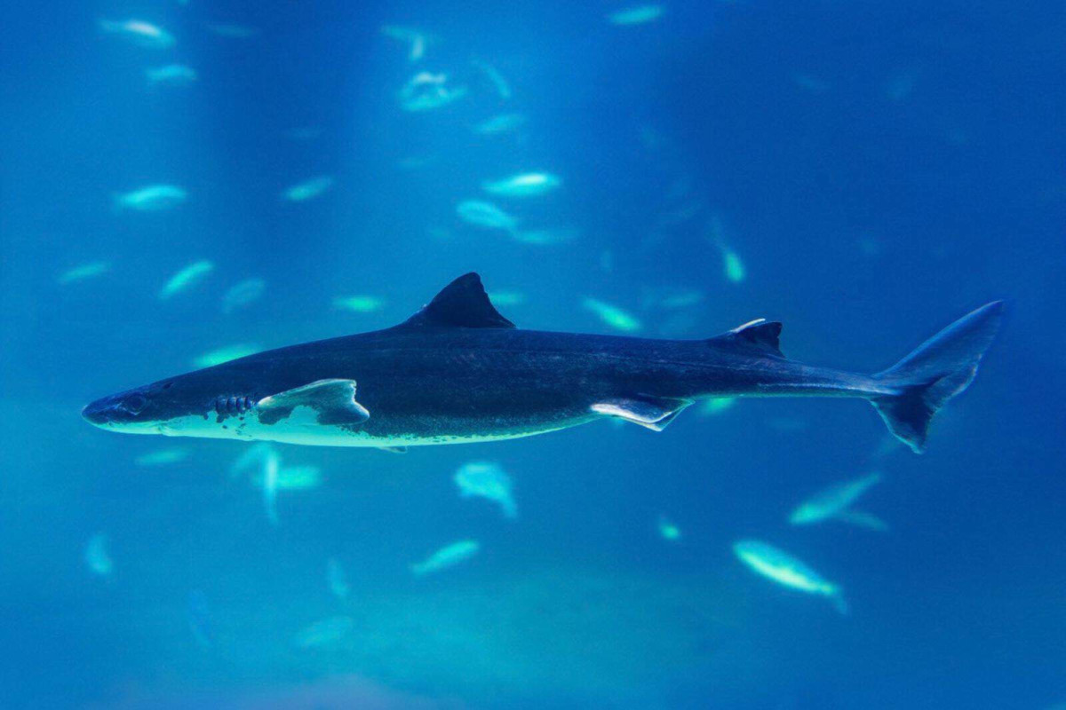 The Greenland shark may not grow up until 150, and one was dated at nearly 400 years old