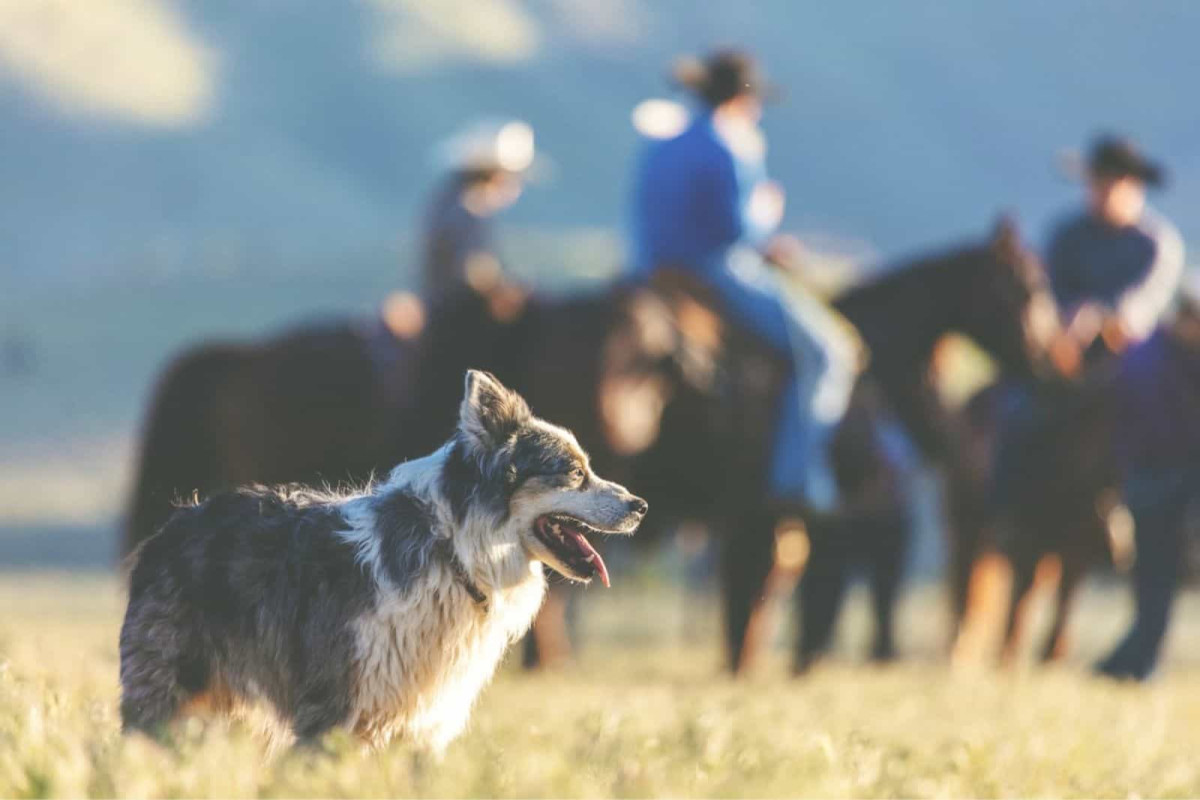 A Wyoming Dog Dropped a Strange Carcass at Home. It Rewrote the Fate of a Species Declared Extinct