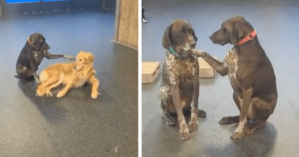Dog at Daycare Goes Viral for Doing One Very Human Thing to Every Pup She Meets