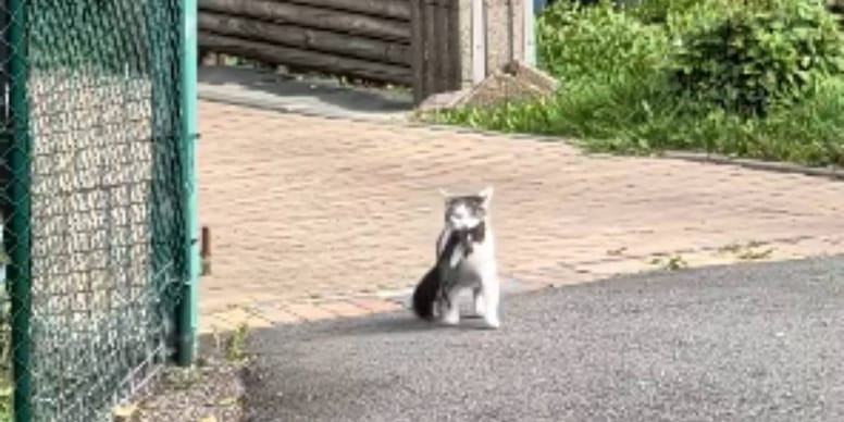 A Cat Came Home With a Squirrel. The Bigger Backlash Was Over What the Owner Said Next