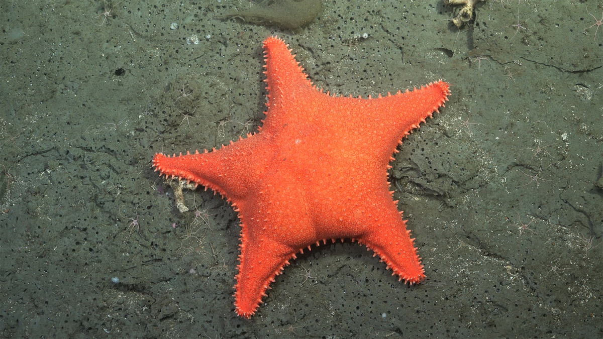 Millions watched a Patrick Star lookalike. Scientists ended up uncovering 57 new deep-sea species