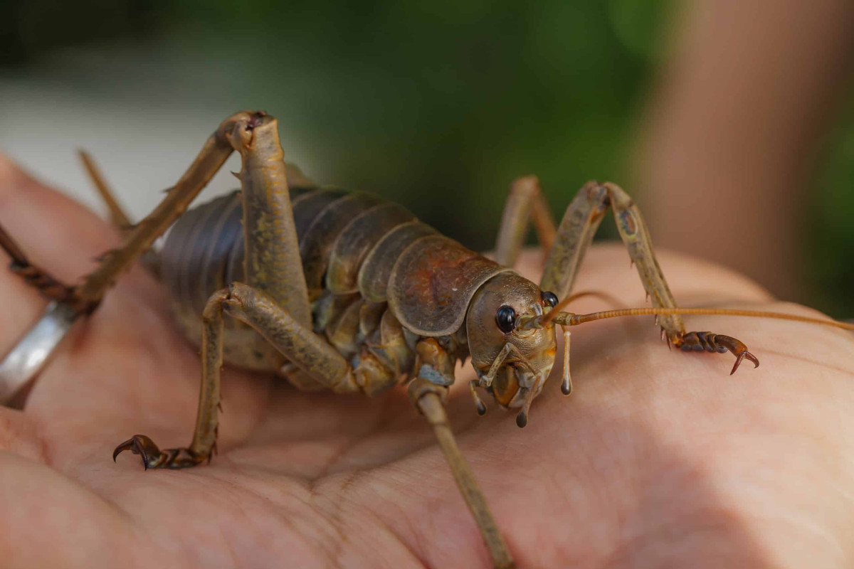 Wētāpunga comeback: the hand-sized insect once confined to one island is now producing new wild generations