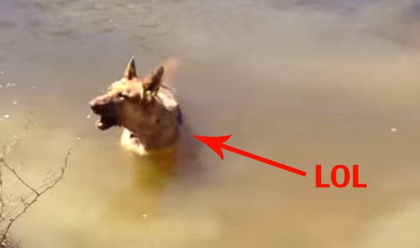 Bella the dog went viral for refusing to end swim time, and it actually worked