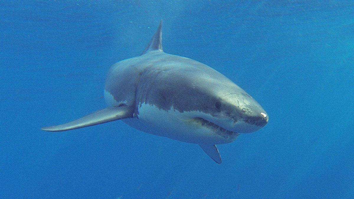 Surfer says shark 'winked' at him before he realised his leg was gone