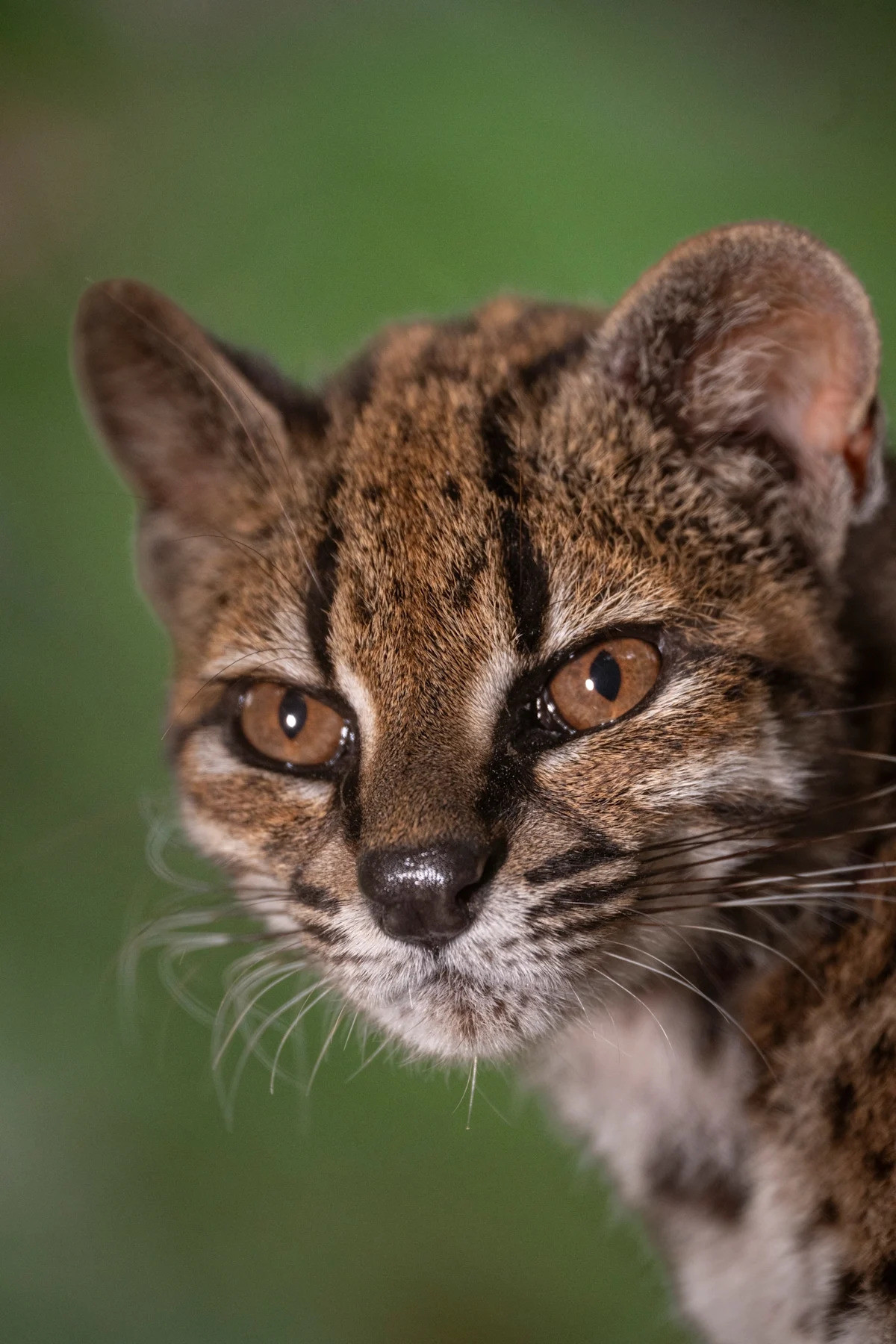 Tilcayo Fever: How Bolivia's Newly Confirmed Wild Cat Brought Cash, Fan Art and Unwanted Calls
