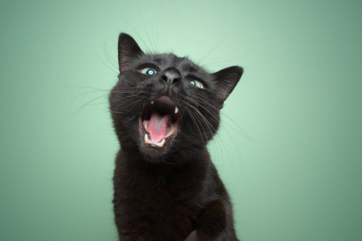 Why This Black Cat’s Tiny Microphone Routine Has Nearly 300,000 TikTok Followers Listening
