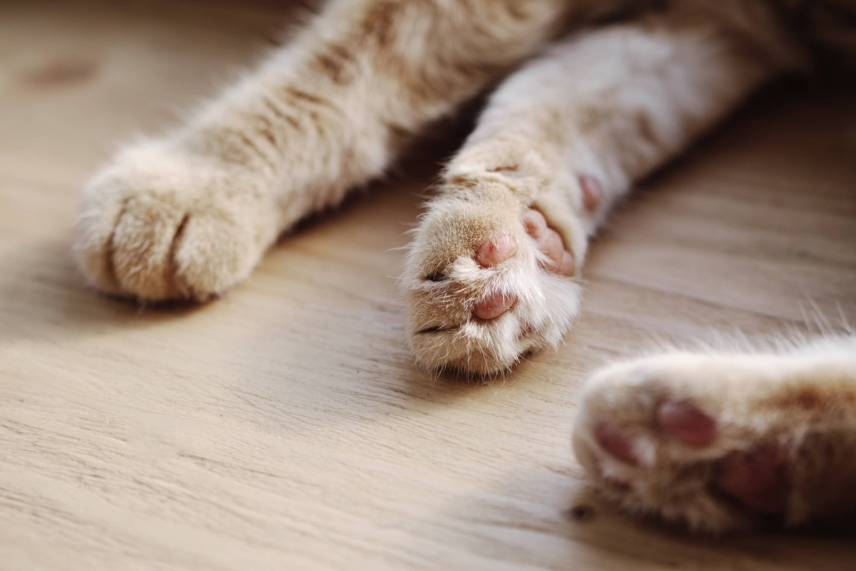 He Dropped the Treat for a Friend: Foster Cat Simon's First Hello With Hudson Won Everyone Over
