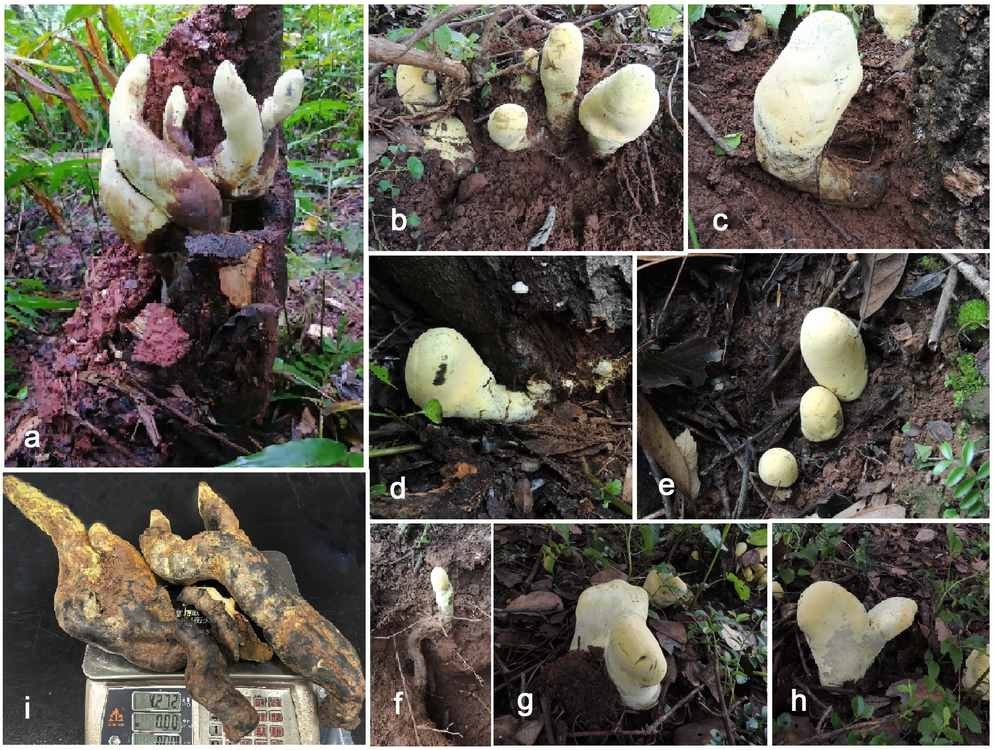 A 20-inch fungus found in China was so unusual scientists had to create a whole new family for it