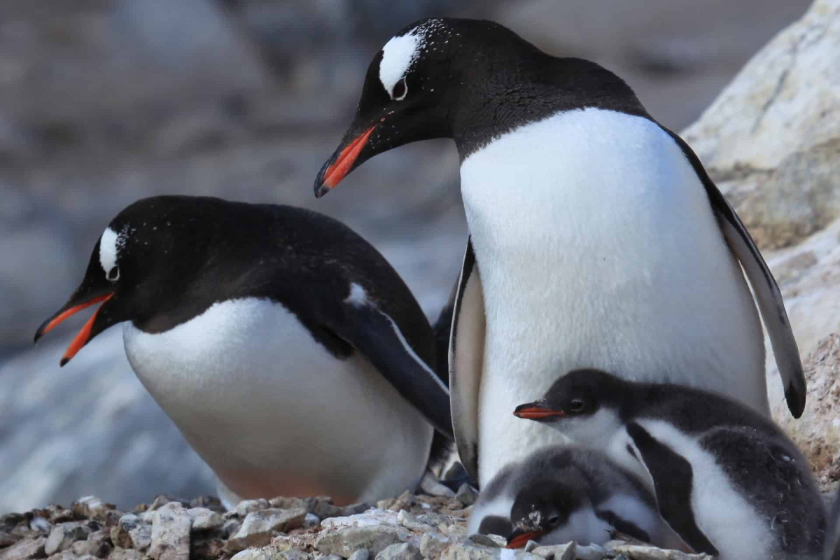 Scientists say gentoo penguins are actually four species, including a new one hidden in plain sight