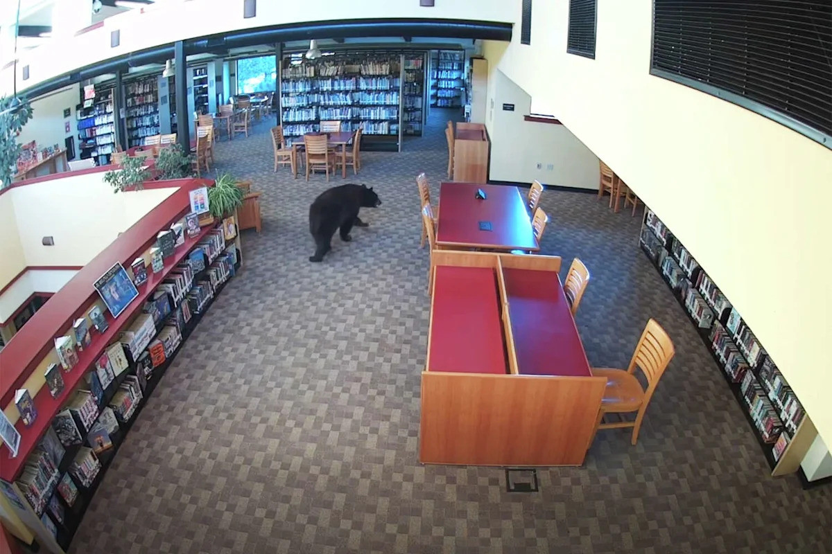 California library’s earliest visitor was a black bear that headed straight for the honey